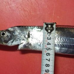 太刀魚、カサゴが釣れました